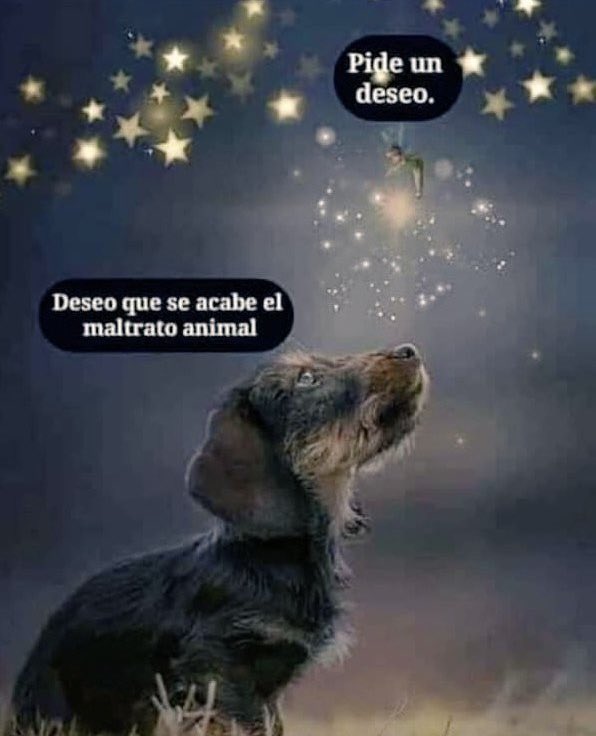 #soytutorresponsable
#AdoptaUnOceanican #Oceanican #RefugiOceanican #perros  #love #gratitude #dogs #cdmx #truelove #amoayudaralosperros #adopta #rescata #padrinosmágicos #amoayudar
#SalvemosABenito