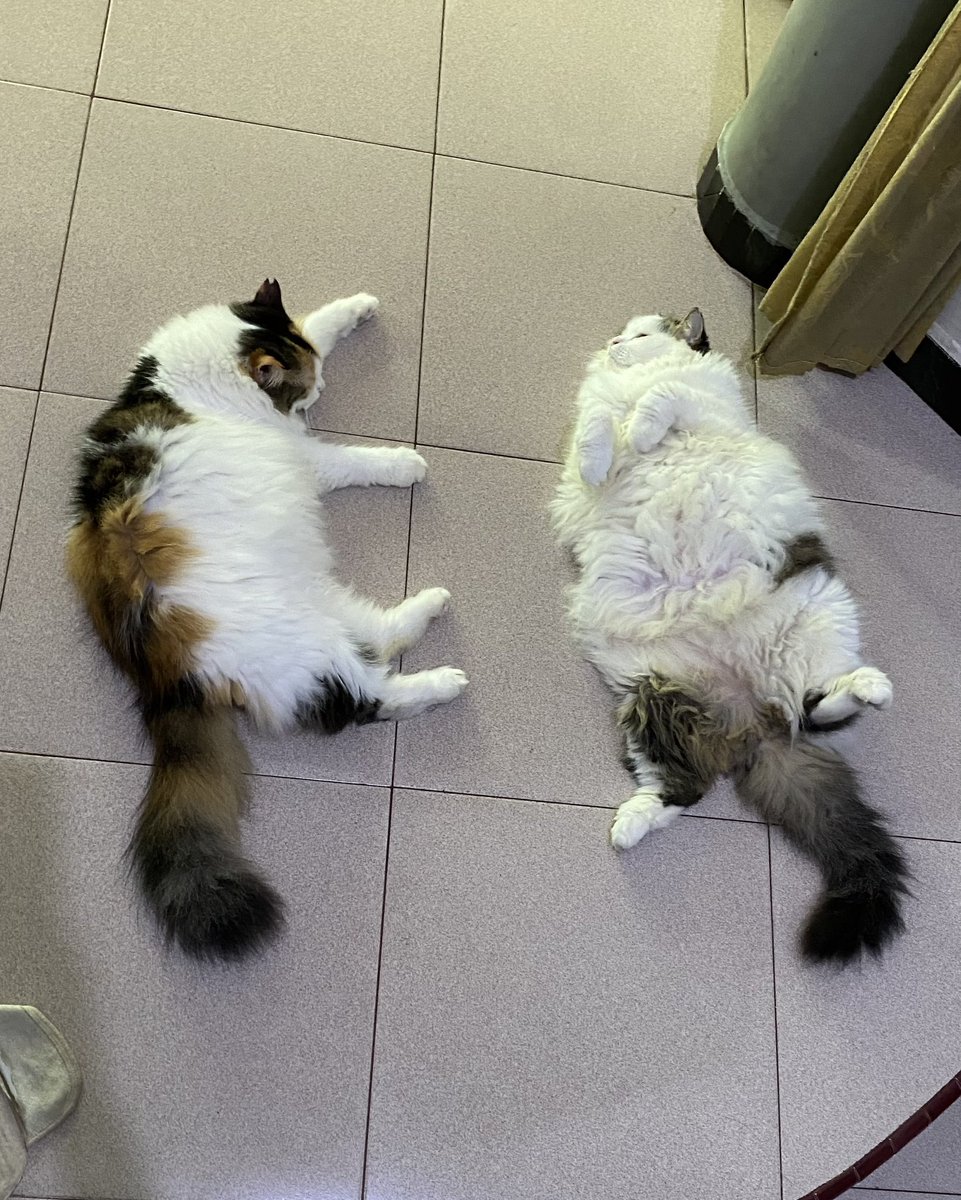 duondud's tweet photo. ga percaya 2 dugongku pernah sekurus itu https://t.co/yj3yg36HjU