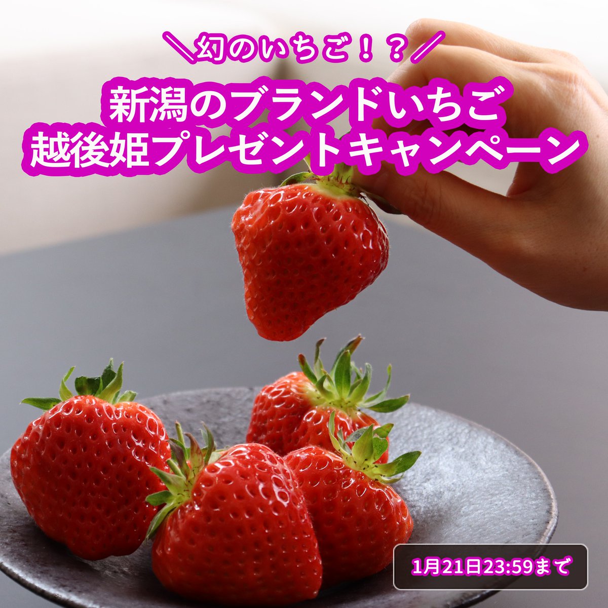 umasaniigata's tweet photo. ／
新潟ブランドいちご
越後姫プレゼントキャンペーン
＼

1月15日は #いちごの日 🍓🎶

抽選で5名様に新潟ブランドいちご越後姫1パックを #プレゼント🎁

いちごはゆりかーごで発送します✨

【応募方法】
フォロー＆RT

【応募締切】
1月21日

#懸賞 #新潟 https://t.co/BwvwmkuT5b