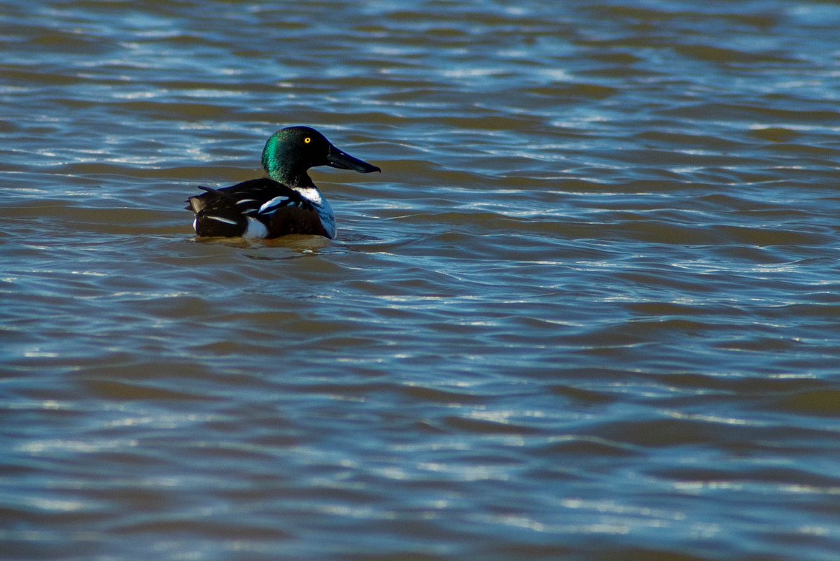 KidFlashMetapod's tweet photo. Winter of 2023 has brought some wonderful opportunities for photography. Got a beautiful first snowfall back in December, Christmas lights along the riverfront in #WilmingtonDE, and a new duck for my life list in the Northern Shoveler. https://t.co/h60si3giDy