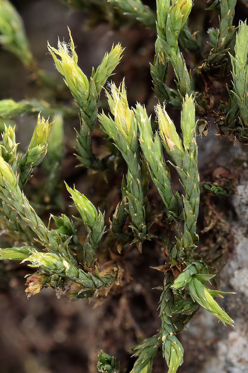 ヒジキゴケ Hedwigia ciliata 

よく目にしていたコケで、蒴をつけたら撮影しようと思ってました。蒴は毛をつけた苞葉につつまれていて、私が気づいてないだけでした。

2024.1.7 Ibaraki Pref. 200m alt.
EOSR7, RF100mm F2.8 MACRO