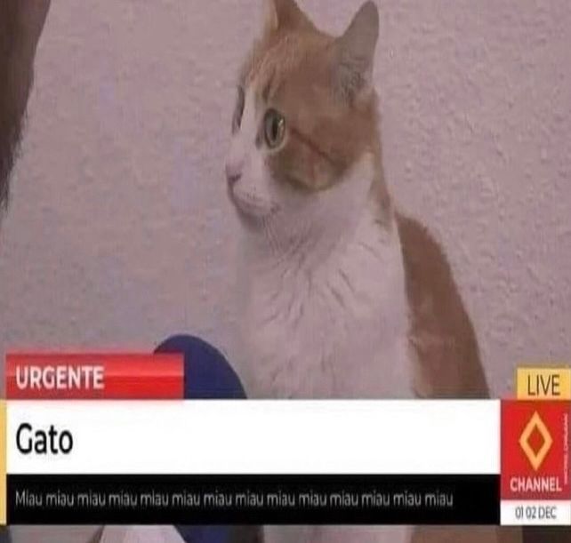 PostsOfCats's tweet photo. https://t.co/YedA1vwuQR