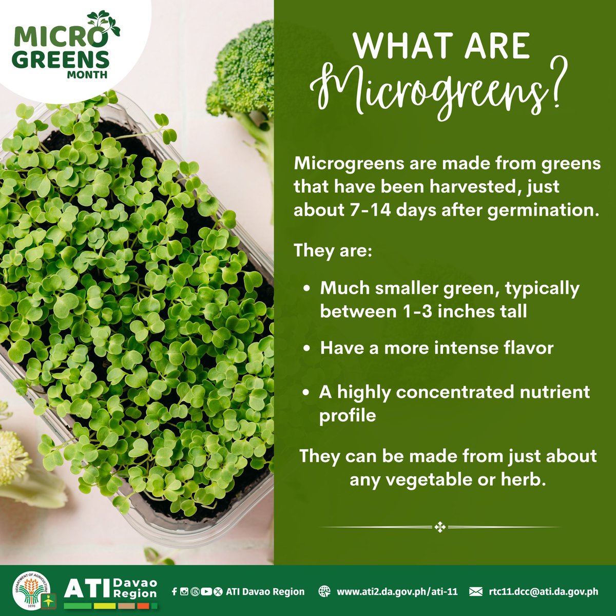 atidavaoregion's tweet image. Meet #Microgreens— the tiny but mighty nutritional powerhouse! 🌱

#ATIDavaoRegion #ishareknowledge #MicrogreensMonth