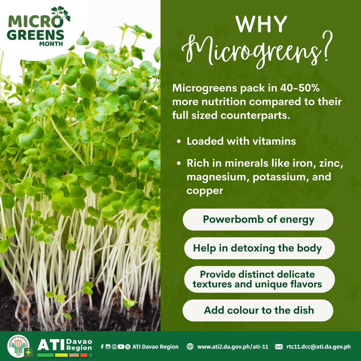 atidavaoregion's tweet image. Meet #Microgreens— the tiny but mighty nutritional powerhouse! 🌱

#ATIDavaoRegion #ishareknowledge #MicrogreensMonth