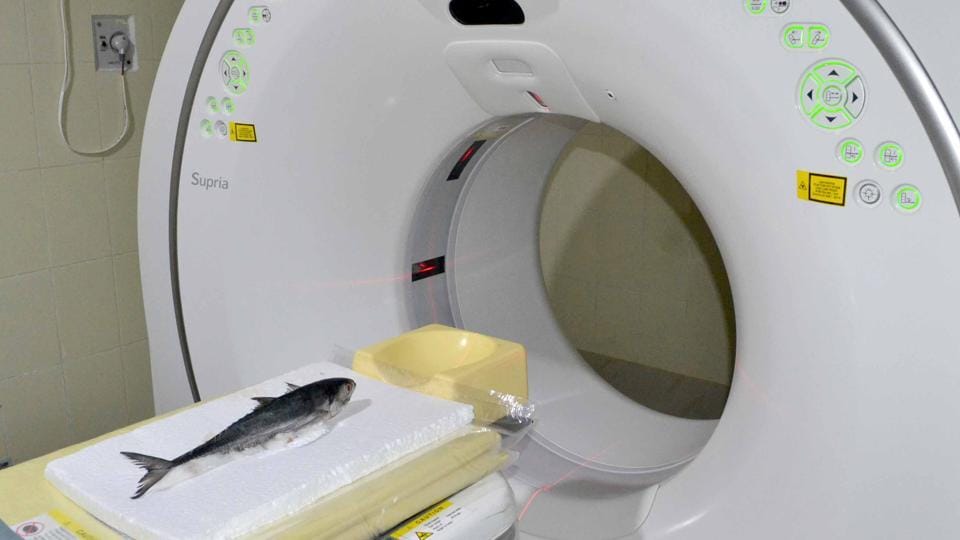 c0ck_l3snar's tweet photo. animals look so stupid and silly when getting an mri https://t.co/KqdnvLM2Gi