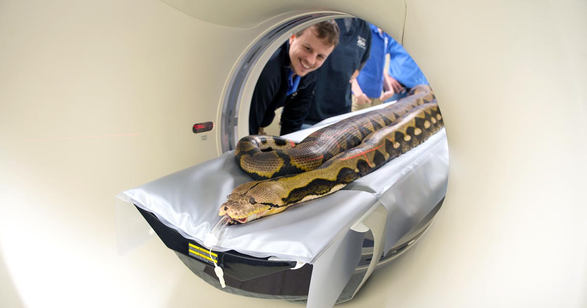 c0ck_l3snar's tweet photo. animals look so stupid and silly when getting an mri https://t.co/KqdnvLM2Gi