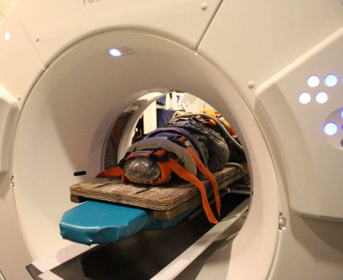 c0ck_l3snar's tweet photo. animals look so stupid and silly when getting an mri https://t.co/KqdnvLM2Gi