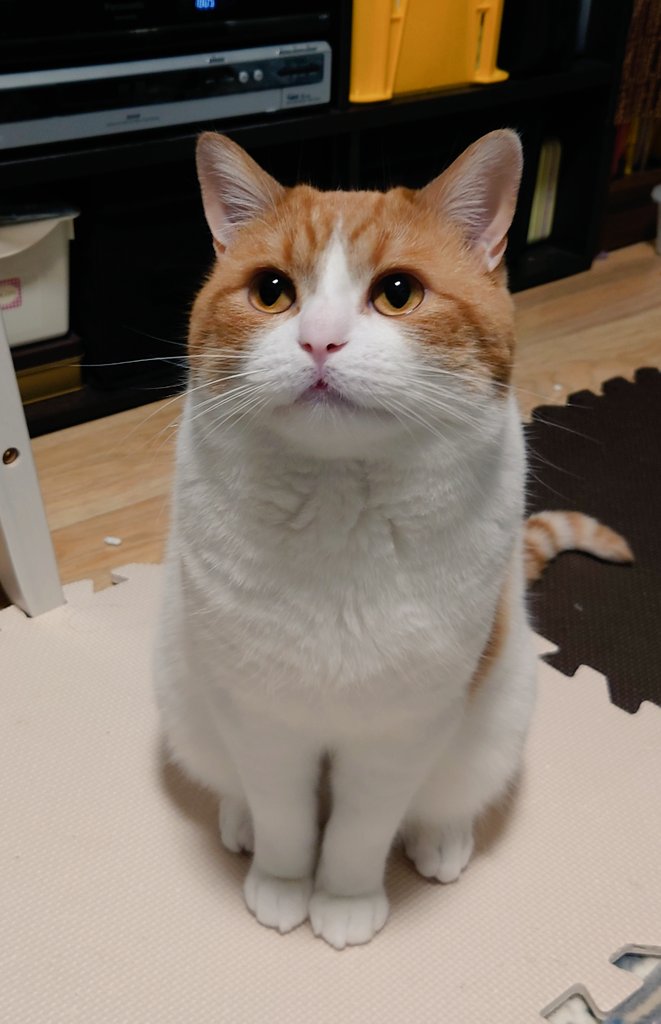 くびれが一切無いまま可愛くメガシンカしました。