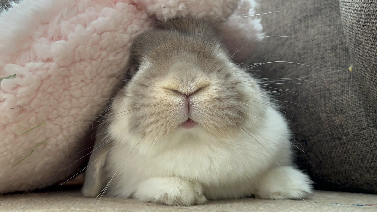 mimi20220811's tweet photo. 🐰あたまあたたか〜いﾆｺｯ https://t.co/cKnikevXfZ