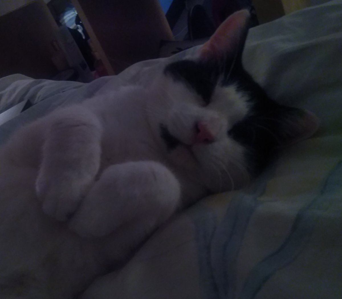NGU_Destru's tweet photo. R.I.P Panter, the family cat.. Who lived to be 21 years old, died of old age😢 https://t.co/I7Kd8X97Ni