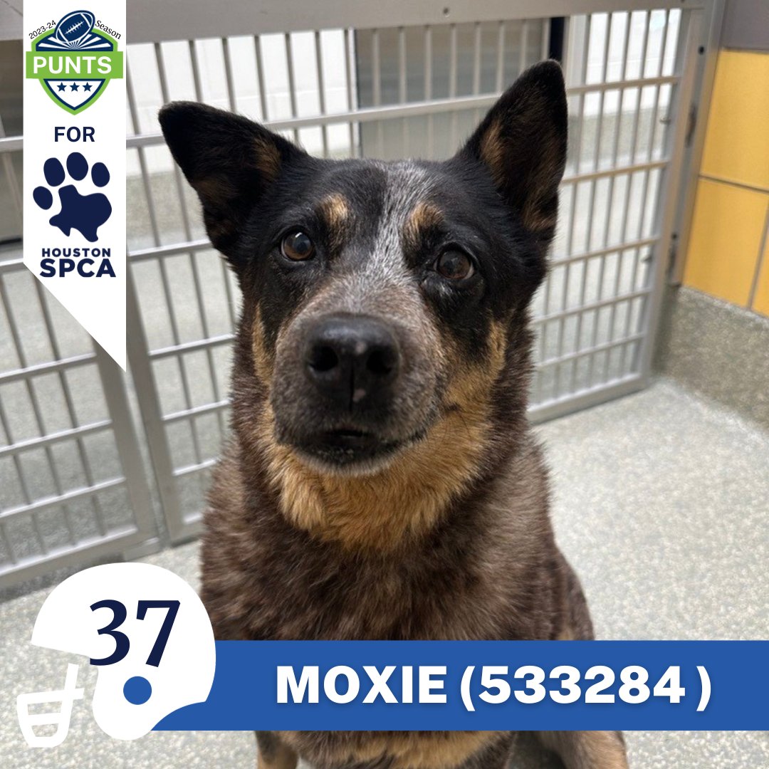 Dozer, Moxie, Kimberly, and Luna have officially been added to the Punts for Houston SPCA team! Thanks to Houston Texans punter Cameron Johnston and his wife Tia, their ADOPTION FEES ARE COVERED! Head to our Adoption Center from 11 am to 6 pm to say hi! #HoustonTexans