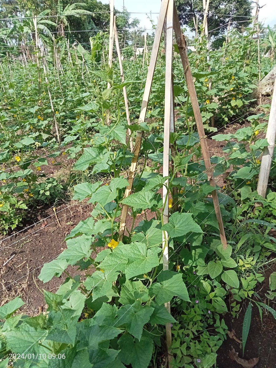 Mentimun 🥒👌🏼