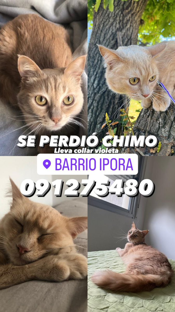 emekavoces's tweet photo. ⭕️🐱 #MALDONADO Atención!! Buscan a "CHIMO" en Barrio Iporá. Muchas gracias a los que puedan compartir https://t.co/bj3rTHo1Qf