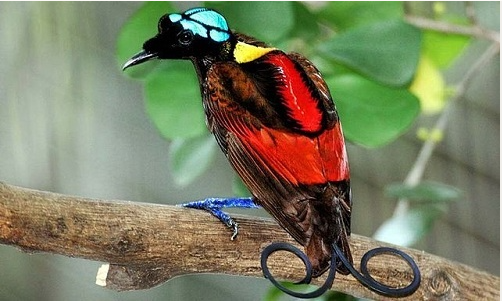 Belonging to the Paradisaeidae family, Wilson's bird of paradise (Cicinnurus respublica) lives on the islands of Waigeo and Batanta off the coast of West Papua, Indonesia. This bird has an unmistakable appearance with eye-catching plumage of crimson, yellow, green and blue.