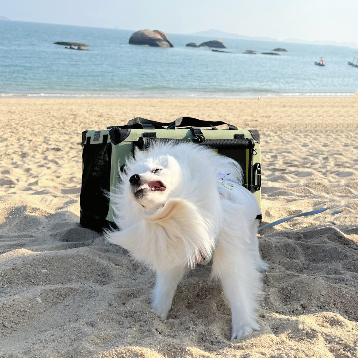 Petsfit's tweet photo. You know I am a monster when comes to beach 😈
#petsfit #doglovers #pomeranian #walkies #pomeranianpuppy #travelwithpets #beachtime #beachvibes #sealife https://t.co/JlxSXkrezD