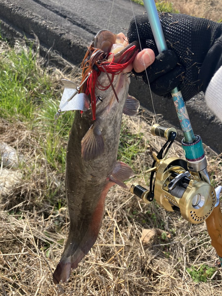 heppiri_shochou's tweet image. 霞でアメナマに振られたんで地元で👹ナマズ
2024初ナマ😭‼️‼️FlatsBaitCraft 鬼buzz👹

#FlatsBaitCraft
#iselect
#GARMS
#水面　
#バズベイト