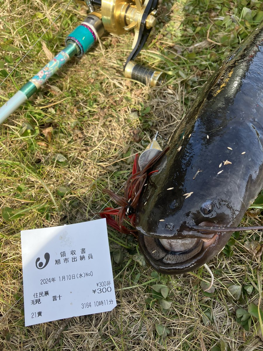 heppiri_shochou's tweet image. 霞でアメナマに振られたんで地元で👹ナマズ
2024初ナマ😭‼️‼️FlatsBaitCraft 鬼buzz👹

#FlatsBaitCraft
#iselect
#GARMS
#水面　
#バズベイト