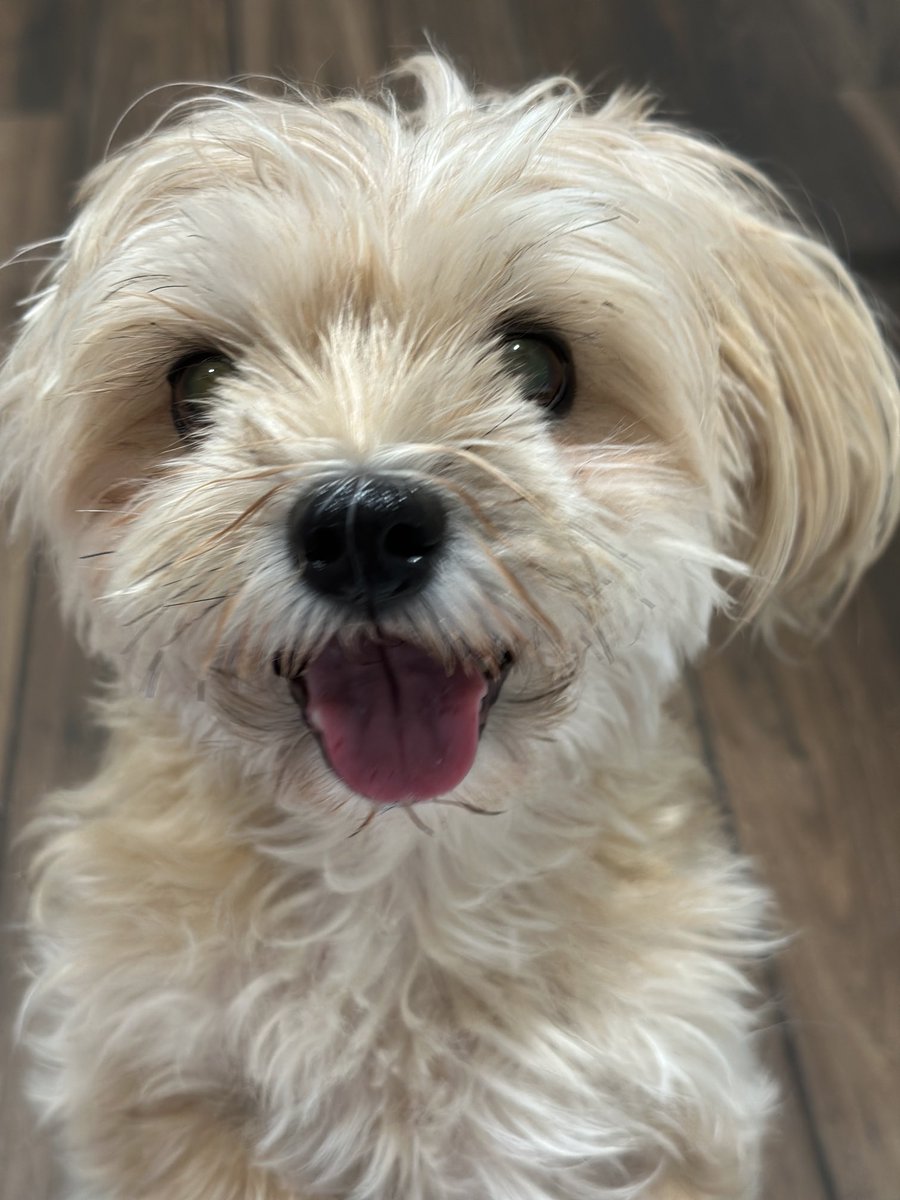 Sharyl Attkisson 🕵️‍♂️💼🥋 tweet media