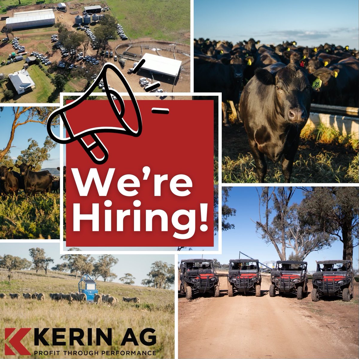 Kerin_Ag's tweet image. We’re hiring!
Send your resume and a brief cover letter expressing your interest to kerinag@bigpond.com or give Nigel Kerin a call on 0427 464 070 if you wish to discuss the role further. 

#AgricultureJobs #FarmWork #AgriCareers #FarmingJobs #AgJobs #JuniorFarmHand