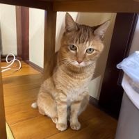 【公式】アニコム | ペット保険（だけじゃない） tweet media