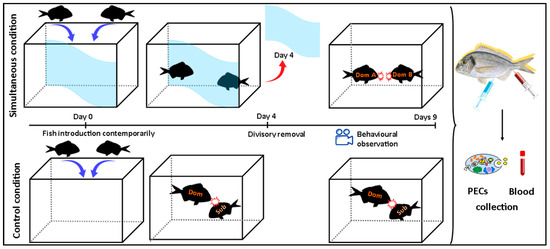 Fishes_MDPI's tweet photo. 🥳#FishesMDPI #NewPaper in 2023!

🐟"The Role of Spatial Exploration and #Territoriality in Establishing #GiltheadSeabream (Sparus aurata) Hierarchies, and Their Effects upon Underlying #StressPhysiology" by Mariano Dara et al.

🔗https://t.co/FtkUk7l9Wa

#socialstress #dominance https://t.co/4aj7L2j7ZX