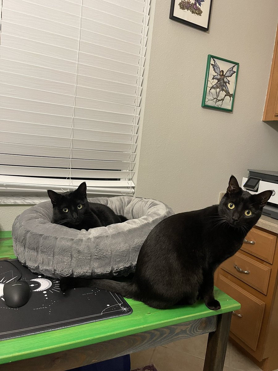 My beautiful darlings! Fierce princess on guard and his highness the Prince just lounging in his holiday gift bed!