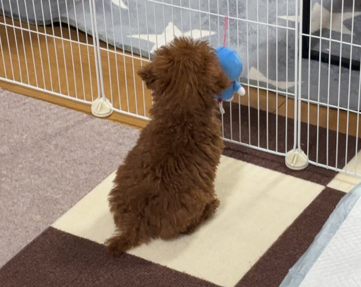 ppppon0201's tweet photo. 一昨日、うちのわんわん🐶が生後3ヶ月になりました☺️
あーかわいい。 https://t.co/NH4S3LW2cZ