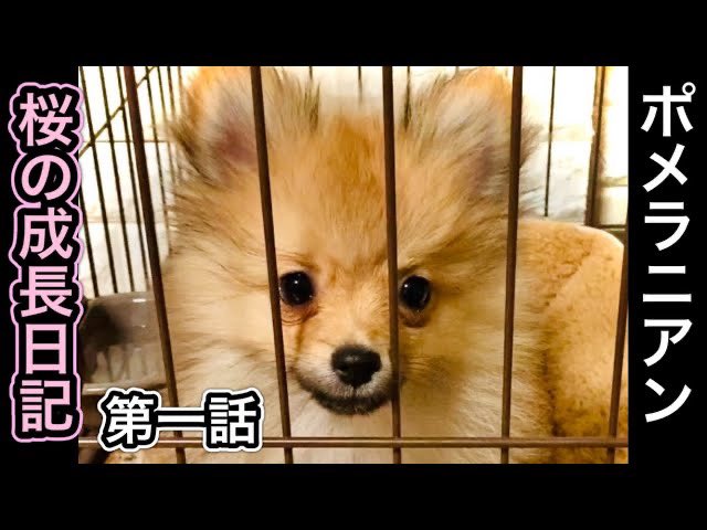 Maximaryo's tweet photo. 【桜の成長日記】
第一話　おでで犬を飼い始める
⬇️YouTube⬇️
https://t.co/l8QkyXNVES

#ポメラニアン https://t.co/TxmWU1wqXm