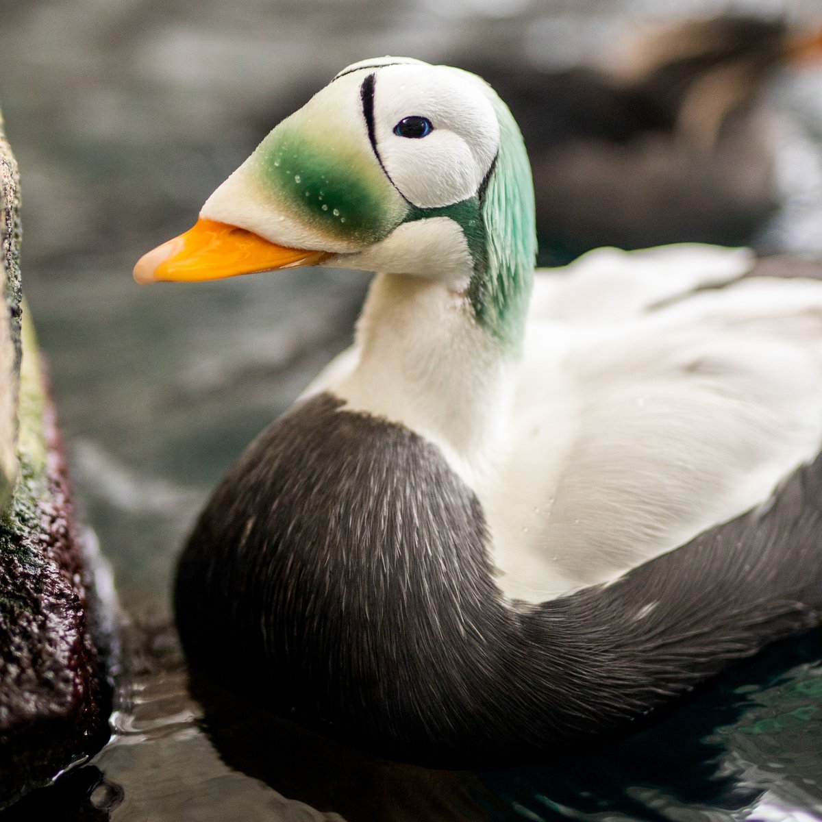 AlaskaSeaLife's tweet photo. Blue-eyed beauties 💙

Spectacled eiders Poe and Alcott are showing off their beautiful blue eyes! This species gets its name from their "spectacle" shaped eye patch, but their blue irises make them even more stunning. https://t.co/9FWUmoZjml