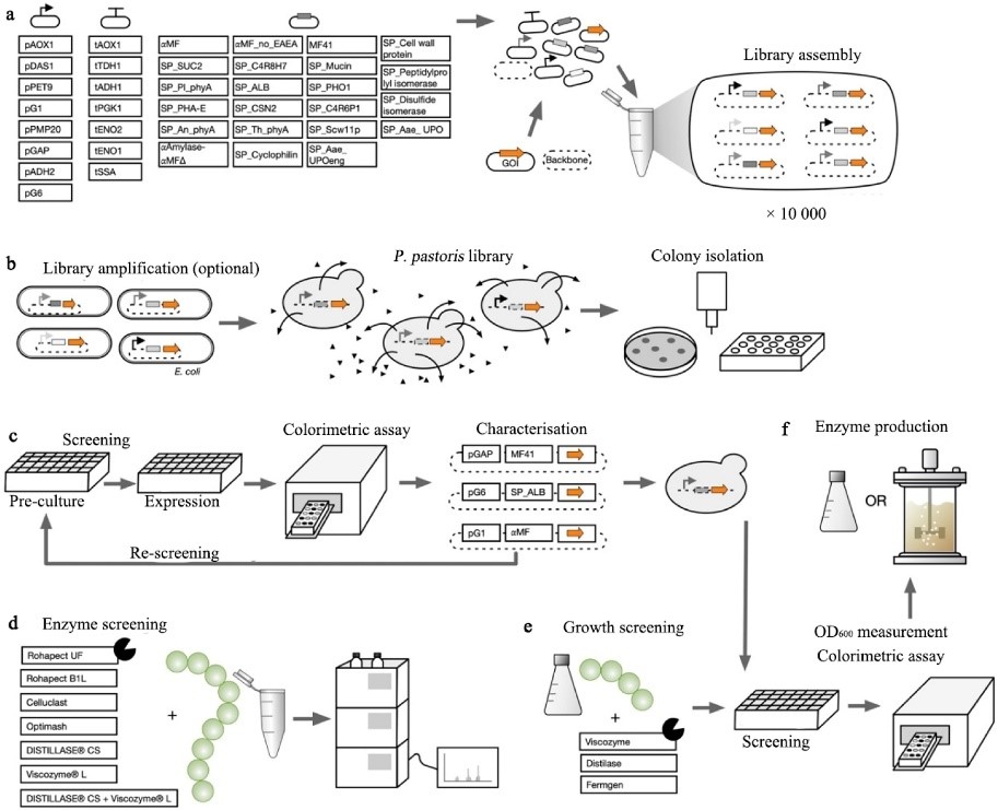 J_Bio_Bioprod's tweet photo. Schieder et al. reported an integrative approach that could rapidly identify improved #enzyme expression and #secretion conditions and use #cyanobacterial waste biomass as feed for supporting #Pichia pastoris fermentation
https://t.co/g61RoXY80Y https://t.co/Ni4yI950fg