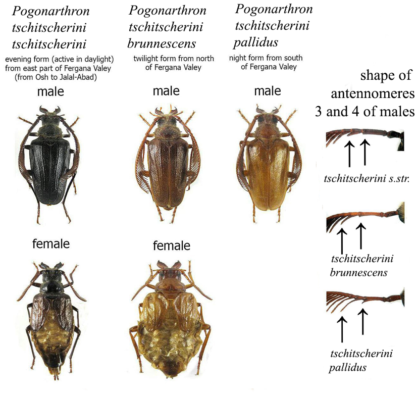 Subspecies of Pogonarthron tschitscherini (Cerambycidae, Prioninae)