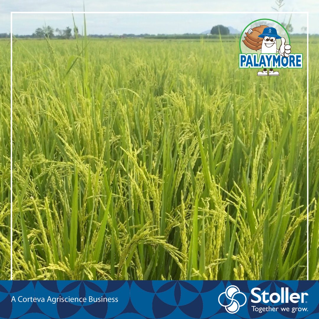 StollerPH's tweet photo. Iba ang dalang benepisyo sa pag gamit ng Palaymore Package of Solutions!

Kitang-kita ang mayabong na tanim na ginamitan ng Palaymore. Ano pa ang inyong hinihintay? Halina at mag-order, upang masubukan ninyo ang galing ng Palaymore 🌾

(Taken at Field Demo Plots in Pangasinan) https://t.co/Ifygnp29xy
