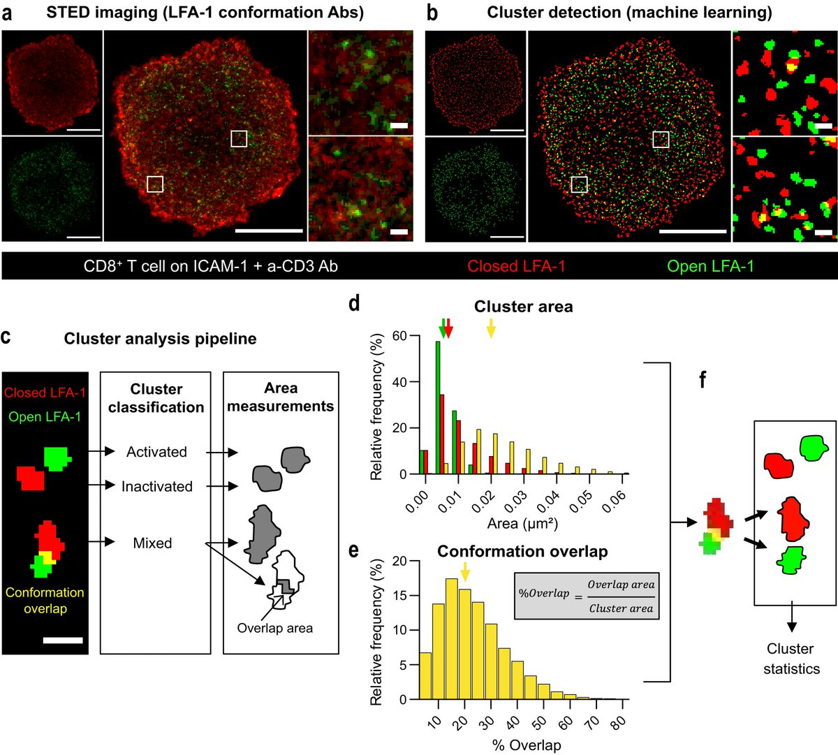 Claire Lctr (@clairelctr) on Twitter photo Happy to share with you my latest #research #article, published with <a href="/SpringerNature/">Springer Nature</a> in <a href="/NatureComms/">Nature Communications</a>, "LFA-1 nanoclusters integrate TCR stimulation strength to tune T-cell cytotoxic activity"
nature.com/articles/s4146… Happy to share with you my latest #research #article, published with <a href="/SpringerNature/">Springer Nature</a> in <a href="/NatureComms/">Nature Communications</a>, "LFA-1 nanoclusters integrate TCR stimulation strength to tune T-cell cytotoxic activity"
nature.com/articles/s4146…