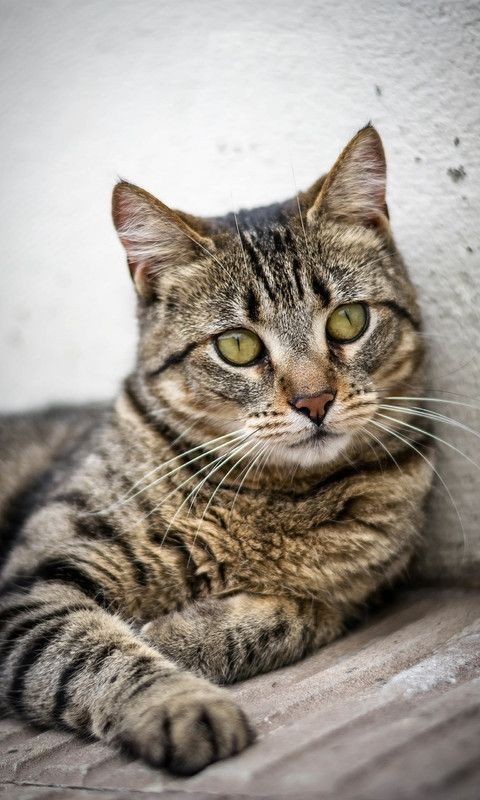 Bir çizgin olsun Hidayet. Kendine has zevklerin, umutların, hüzünlerin olsun. Bu dünyadan vefa bekleme, ama sen vefalı ol sevdiklerine.