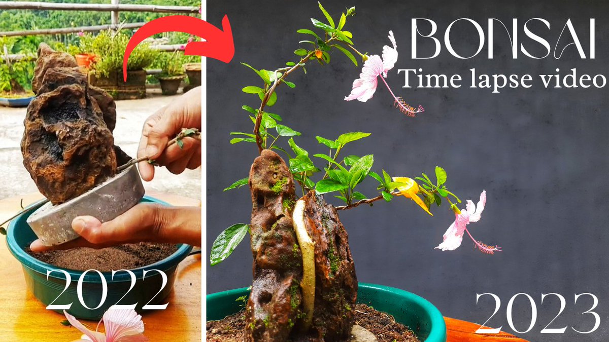 Zhanevers's tweet photo. Hibiscus Bonsai on my YouTube https://t.co/HZmqwr2NbF
