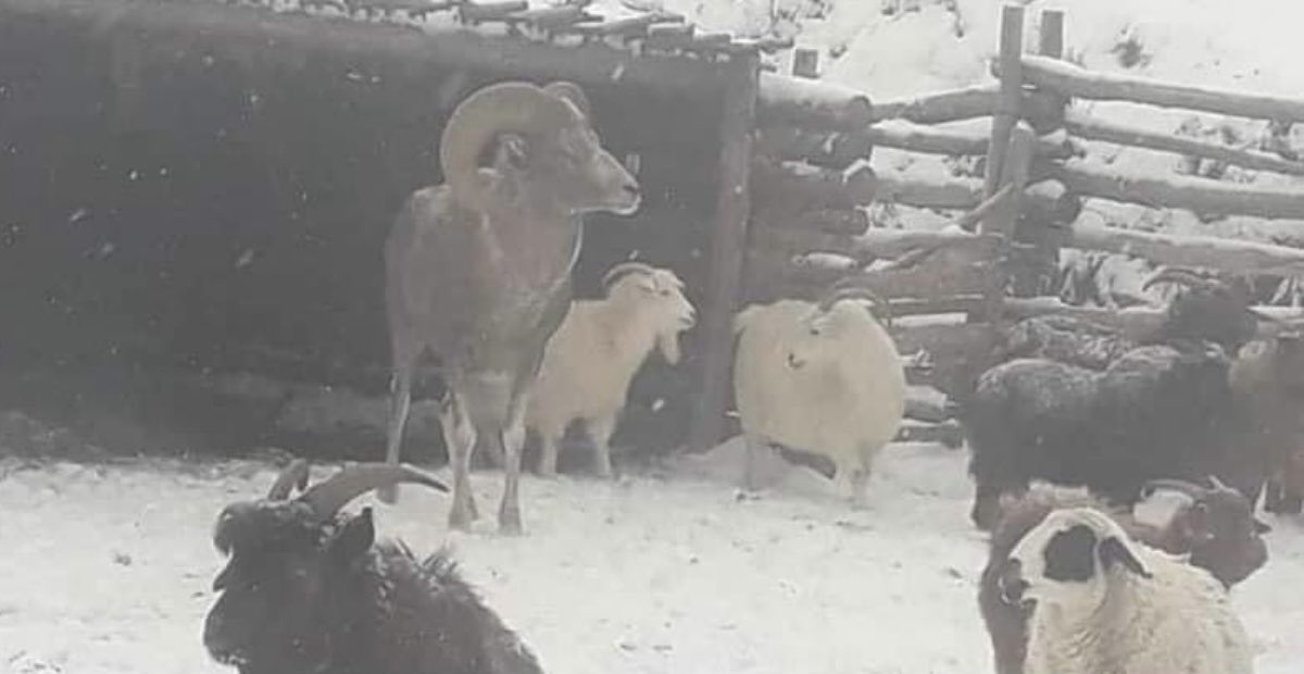 Аргаль ороод ирчиж