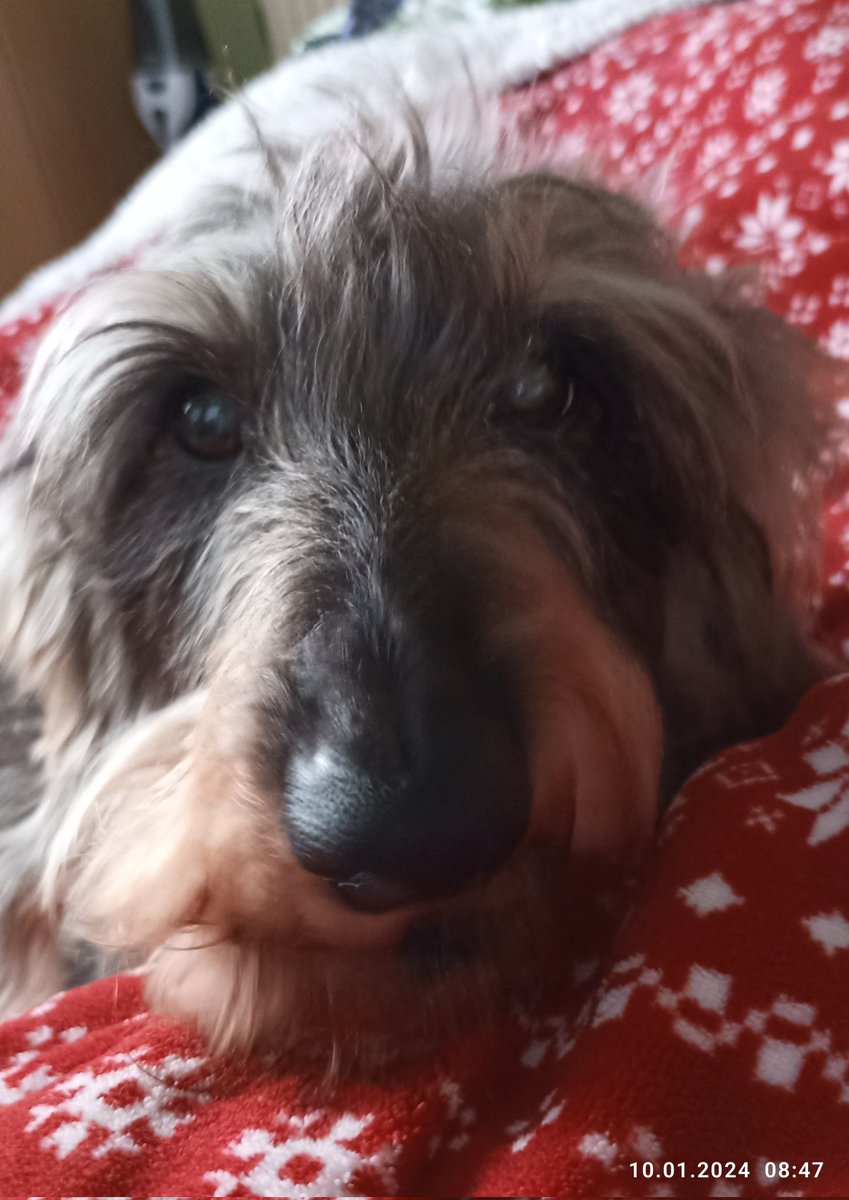huhnerfee's tweet photo. This is Barking Timmy's face! He is accused of waking his hoomom too early. She works late into the night to earn money for his food . When all the neighbors are awake, he goes to sleep. Is that fair? #BarkingTimmy #Toearly 🫣🥱🥴 https://t.co/NAuLmiuuh6