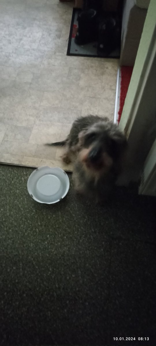 huhnerfee's tweet photo. This is Barking Timmy's face! He is accused of waking his hoomom too early. She works late into the night to earn money for his food . When all the neighbors are awake, he goes to sleep. Is that fair? #BarkingTimmy #Toearly 🫣🥱🥴 https://t.co/NAuLmiuuh6