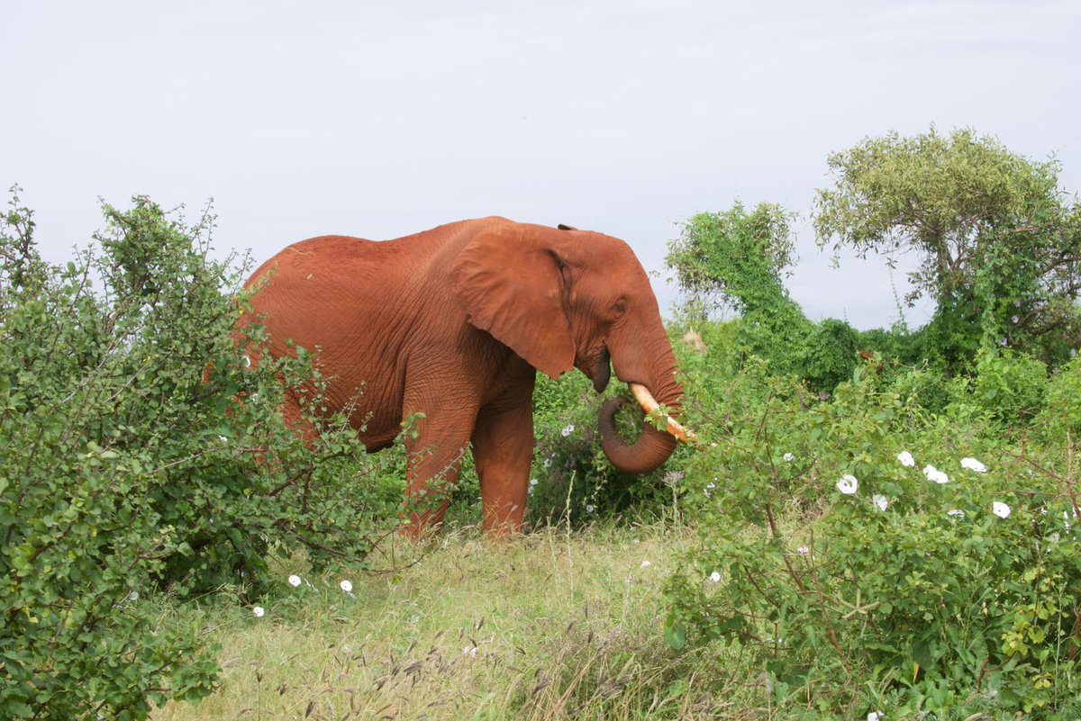 CitysFElephants's tweet photo. ๐โค๐ Every day is my
๐ #WorldElephantDay
๐ #2024YearOfTheElephant
๐ #ElephantTwitter #ElephantX
๐ #LetAfricaLive ๐
๐ธ ยฉ .Faith @KWSTsavoEast https://t.co/LkC4VvPl4r