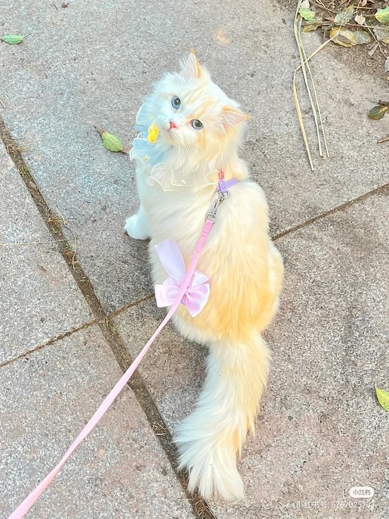 seaflappies's tweet photo. My little princess <3 https://t.co/YXTpTVMJES
