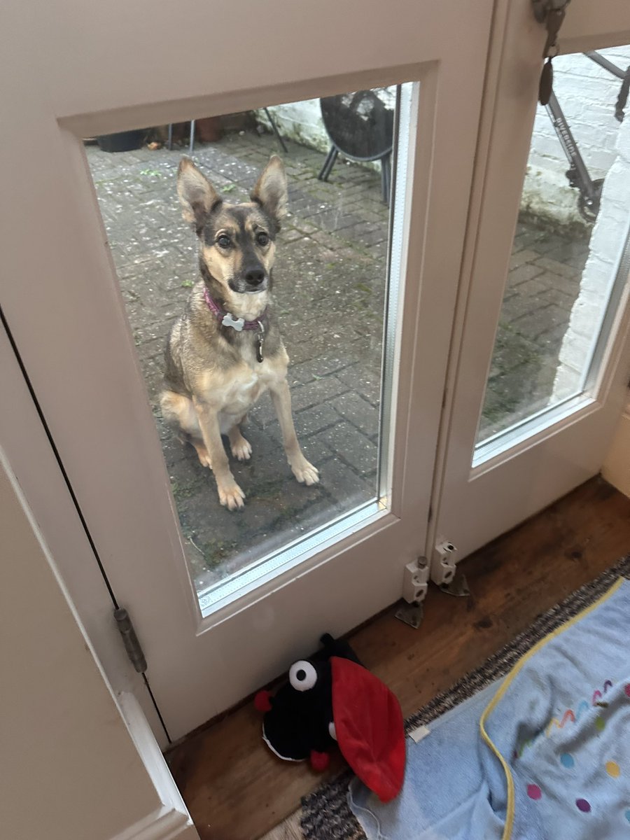 ruskin147's tweet photo. Morning #sophiefromromania come on in and eat your breakfast https://t.co/P1n8xtdn6p