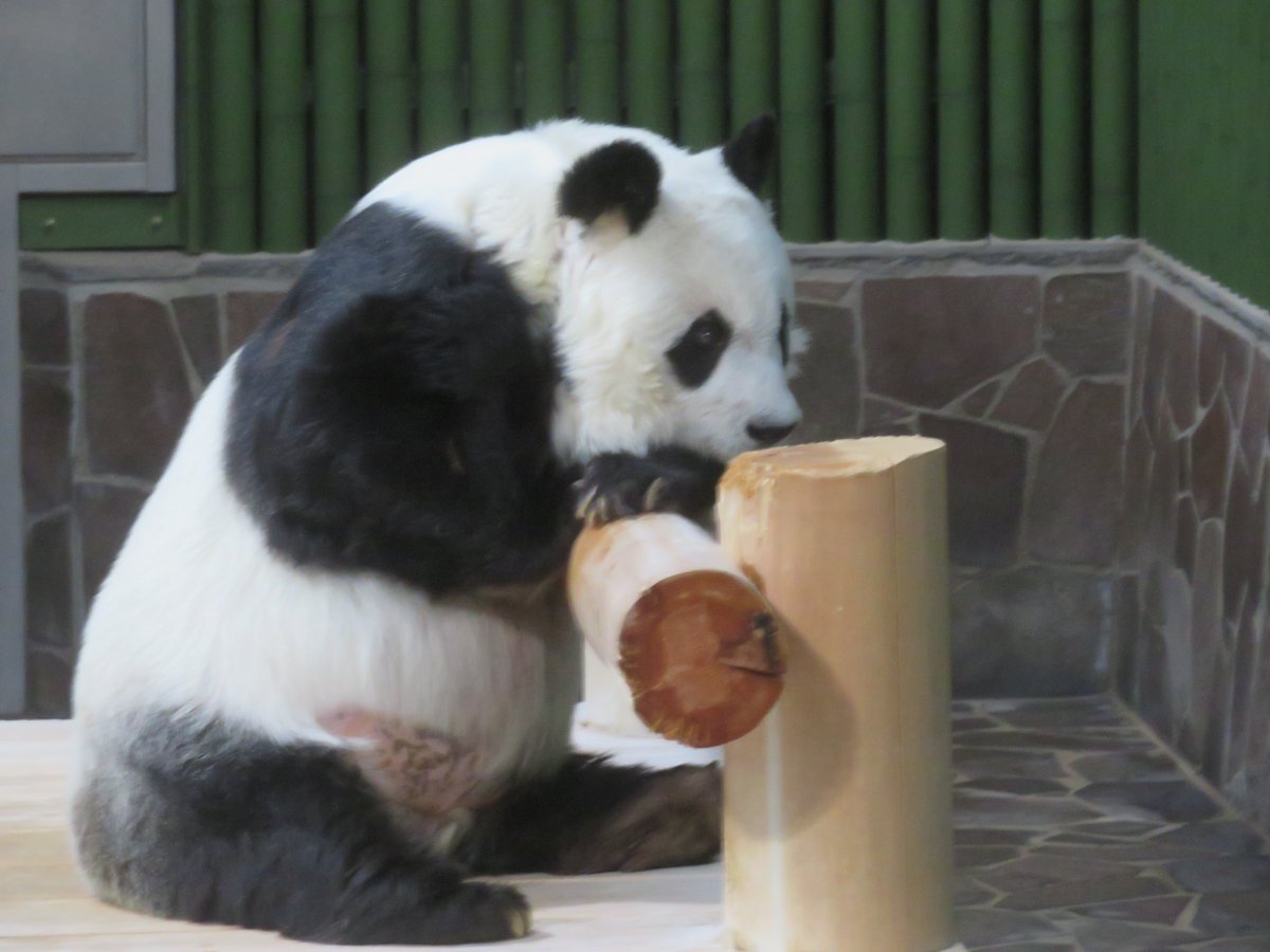 K*J様 【貴重】王子動物園 ジャイアントパンダ タンタン 公式 下敷き&ボール K*J様 【貴重】王子動物園 ジャイアントパンダ タンタン 公式 下敷き