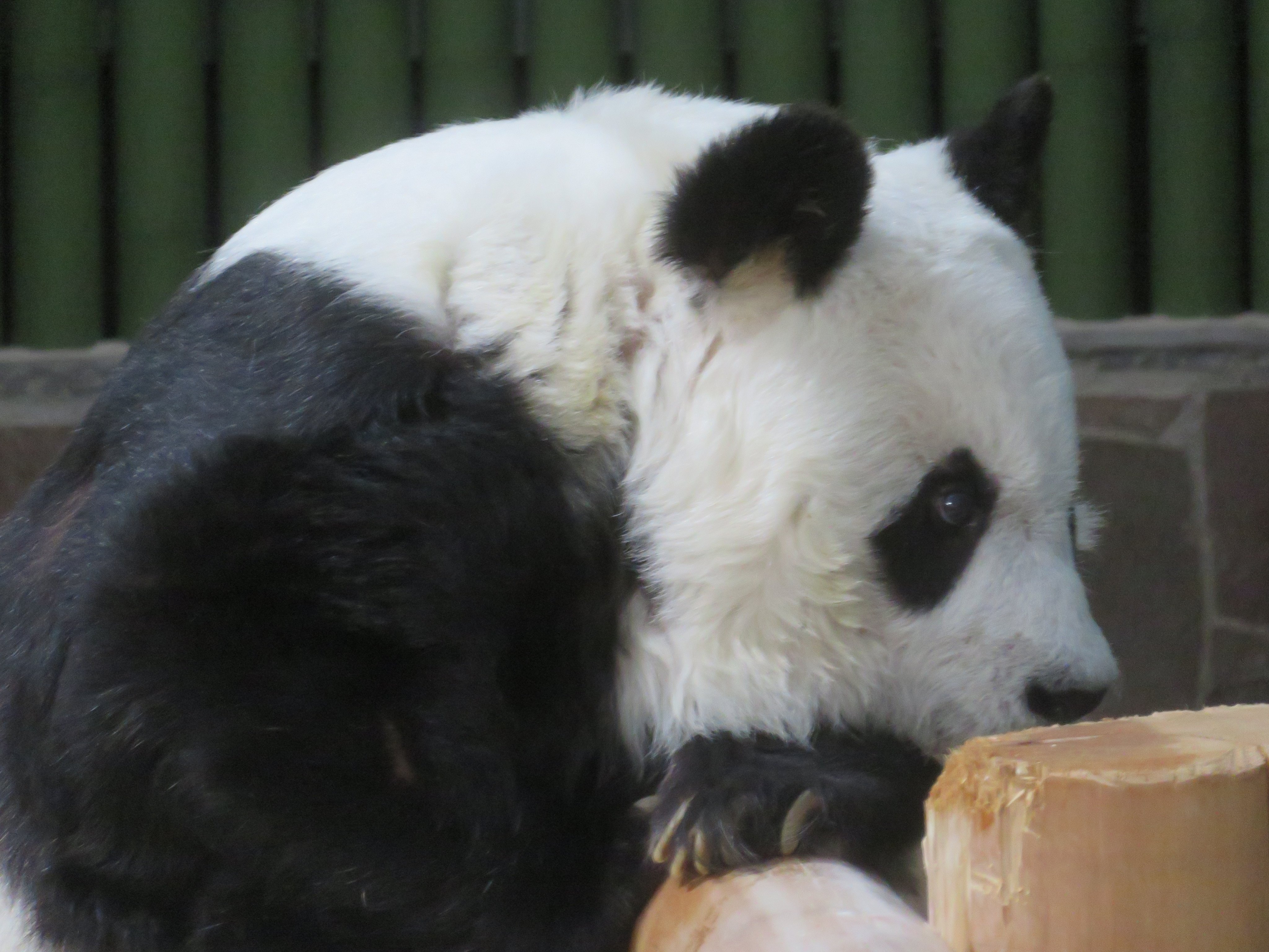 神戸市立王子動物園(公式) on X: 神戸市立王子動物園(公式) on X:
