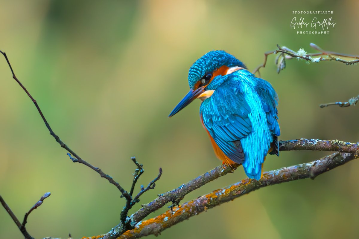 Glas y Dorlan | Kingfisher 🏴󠁧󠁢󠁷󠁬󠁳󠁿

<a href="/RSPBCymru/">RSPB Cymru</a> <a href="/Natures_Voice/">RSPB</a> <a href="/BBCSpringwatch/">BBC Springwatch</a> <a href="/WildlifeMag/">BBC Wildlife</a> <a href="/BBCCountryfile/">BBC Countryfile</a> <a href="/SonyUK/">Sony UK & Ireland</a> 

#photography #wildlife #wildlifephotography #birdphotography #photo #NatureBeautiful #nature