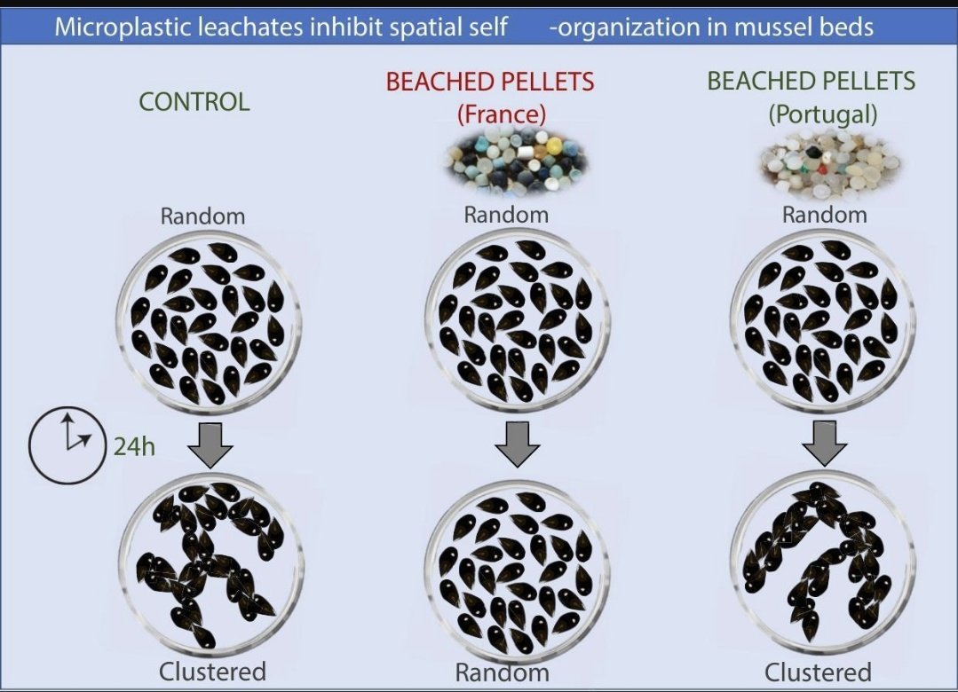 BioNept (@bionept) on Twitter photo 🚨New paper alert🚨
#PlasticPollution inhibits spatial self-organization of an important #ecosystem engineer
This has serious implications for the resilience of ecosystems
Here 50 days' free access
authors.elsevier.com/a/1iOt9B8ccylx6
<a href="/LOG_labo/">Laboratoire d’Océanologie et de Géosciences</a> <a href="/univ_lille/">Université de Lille</a> <a href="/fst_univlille/">fst_univlille</a> <a href="/UMR_BOREA/">Laboratoire BOREA</a> 🚨New paper alert🚨
#PlasticPollution inhibits spatial self-organization of an important #ecosystem engineer
This has serious implications for the resilience of ecosystems
Here 50 days' free access
authors.elsevier.com/a/1iOt9B8ccylx6
<a href="/LOG_labo/">Laboratoire d’Océanologie et de Géosciences</a> <a href="/univ_lille/">Université de Lille</a> <a href="/fst_univlille/">fst_univlille</a> <a href="/UMR_BOREA/">Laboratoire BOREA</a>