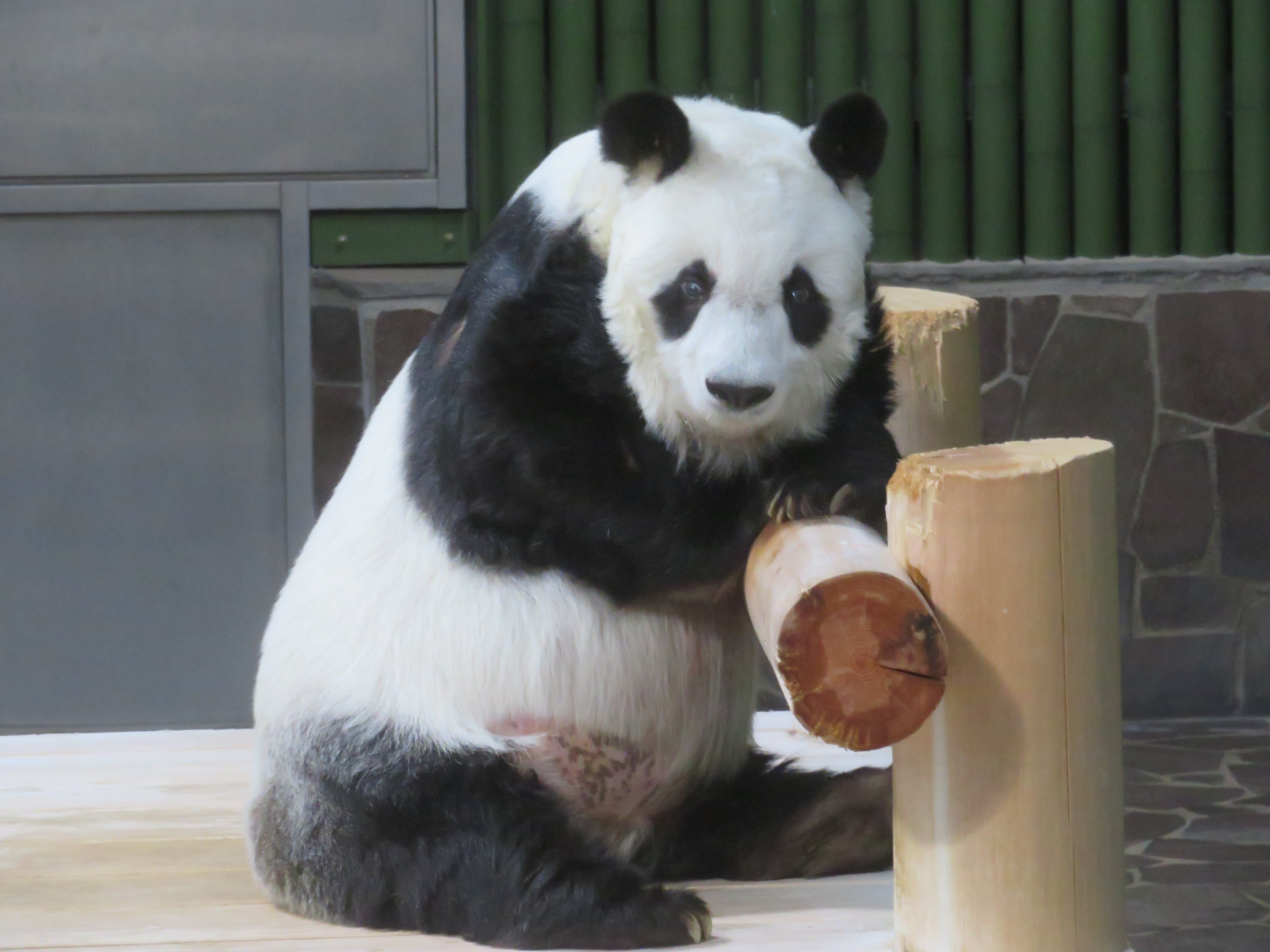 神戸市立王子動物園(公式) on X: 神戸市立王子動物園(公式) on X: