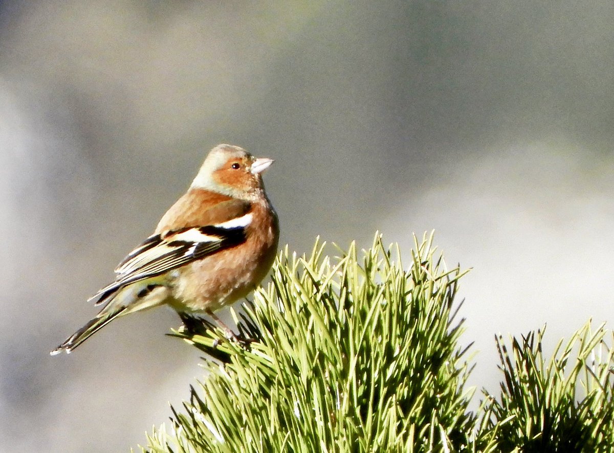 PlantChaser's tweet photo. Eurasian chaffinch (Fringilla coelebs)
Cadí-Moixeró Natural Park, Spain
December 2023
Bird#204
#eurasianchaffinch #chaffinch ##commonchaffinch #birdwatching #birding #birdphotography #birdphoto #birdsinhabitat #wildbirds #nature #birdsoftheworld https://t.co/v8yRBGIhpL