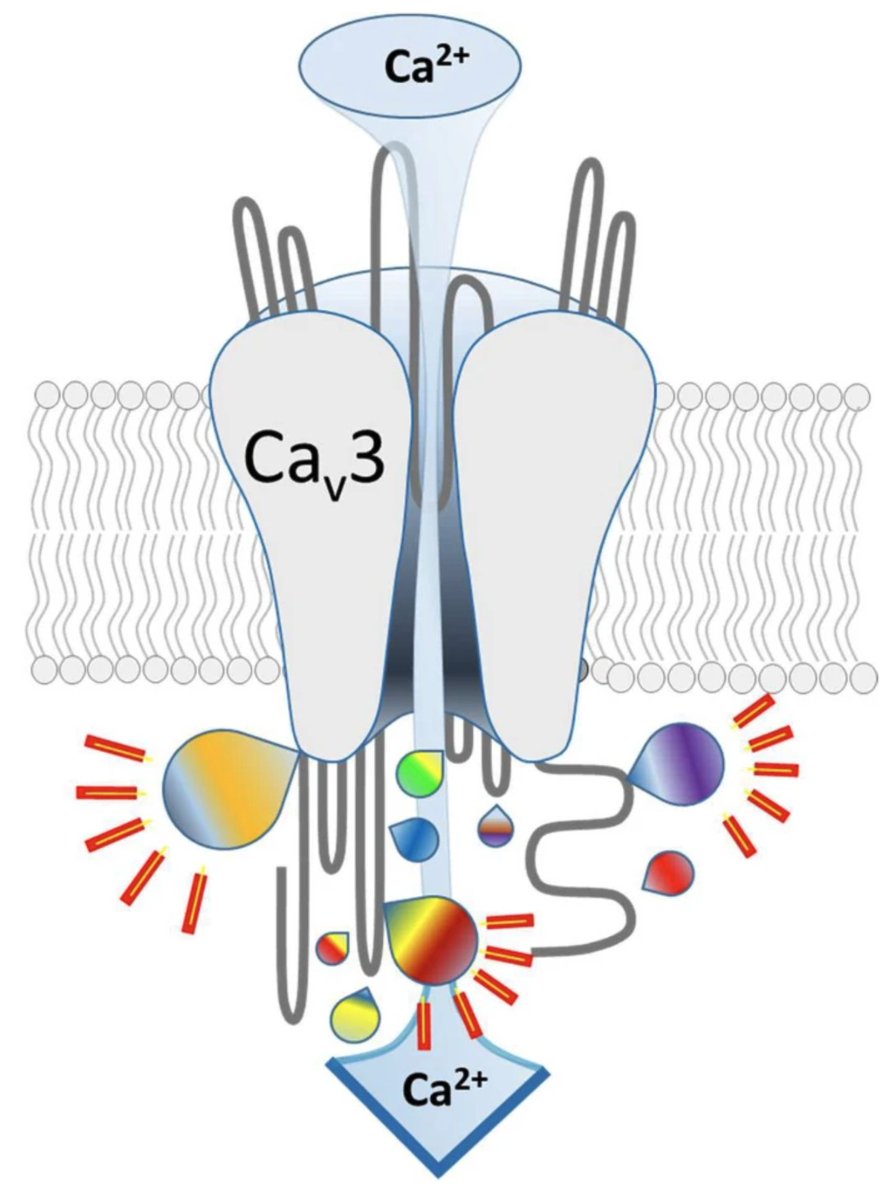 Thanks to Philippe Lory @IGF_Montpellier for this nice Commentary on our recent Review "The T-type #calcium channelosome" #ionchannels ➡️ rb.gy/z1pmve