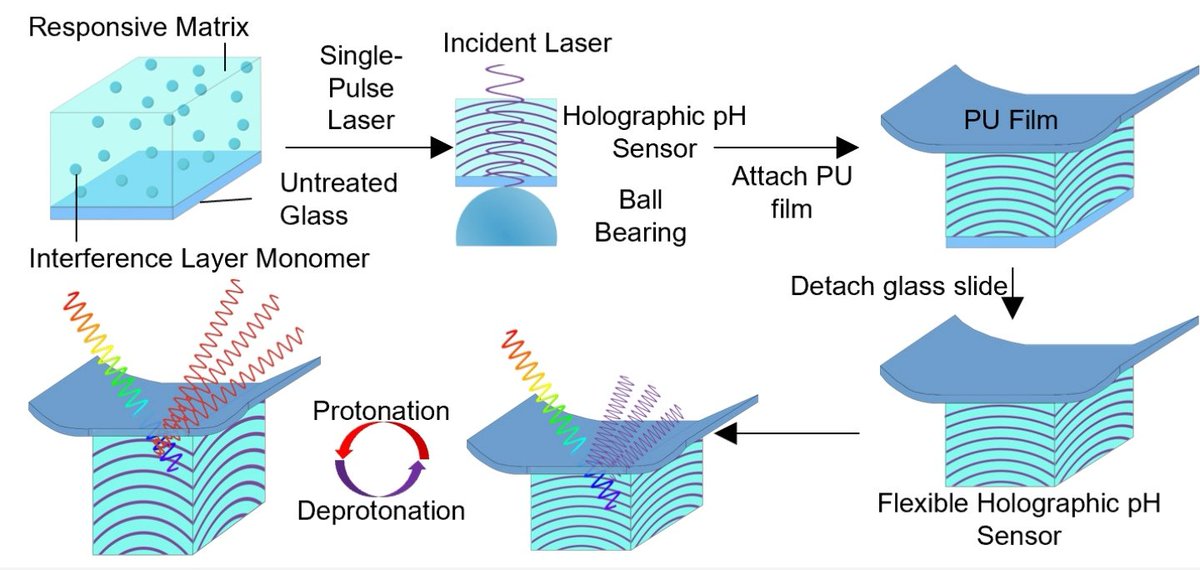 Yihan Zhang (@yihanzh97213383) on Twitter photo Check out our fresh research on A Conformable Holographic Sensing Bandage for Wound Monitoring for #Healthcare! <a href="/wileyinresearch/">Wiley in research</a> <a href="/imperialcollege/">Imperial College London</a> <a href="/ImpEngineering/">Imperial Engineering</a> <a href="/ImperialChemEng/">Imperial ChemEng</a> <a href="/yetisengroup/">Yetisen Group</a>
doi.org/10.1002/adfm.2… Check out our fresh research on A Conformable Holographic Sensing Bandage for Wound Monitoring for #Healthcare! <a href="/wileyinresearch/">Wiley in research</a> <a href="/imperialcollege/">Imperial College London</a> <a href="/ImpEngineering/">Imperial Engineering</a> <a href="/ImperialChemEng/">Imperial ChemEng</a> <a href="/yetisengroup/">Yetisen Group</a>
doi.org/10.1002/adfm.2…