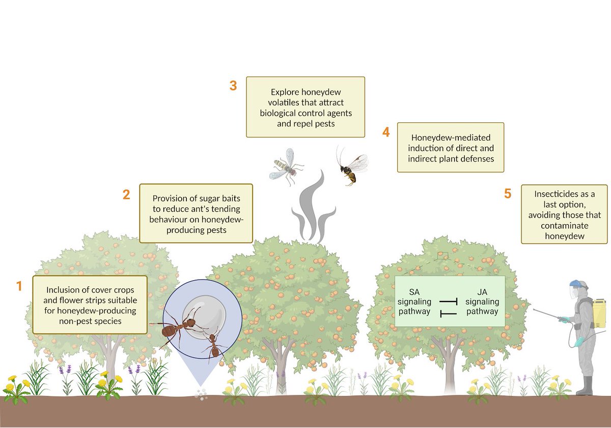 I am very happy to share the first publication right after I started a 2-years Postdoctoral fellowship. 
In this perspective paper, we propose that honeydew management is integrated in pest management programs to contribute to sustainable agriculture. 
authors.elsevier.com/c/1iP1w7tYJFnQ…